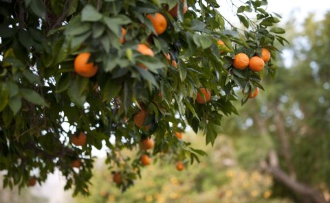 Oranges hanging from lush trees at La Quinta Resort & Club.