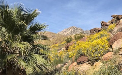 Mountain view at La Quinta Resort & Club in Palm Springs.