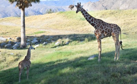 Giraffes in a desert landscape near La Quinta Resort & Club, inspired by desert arts.