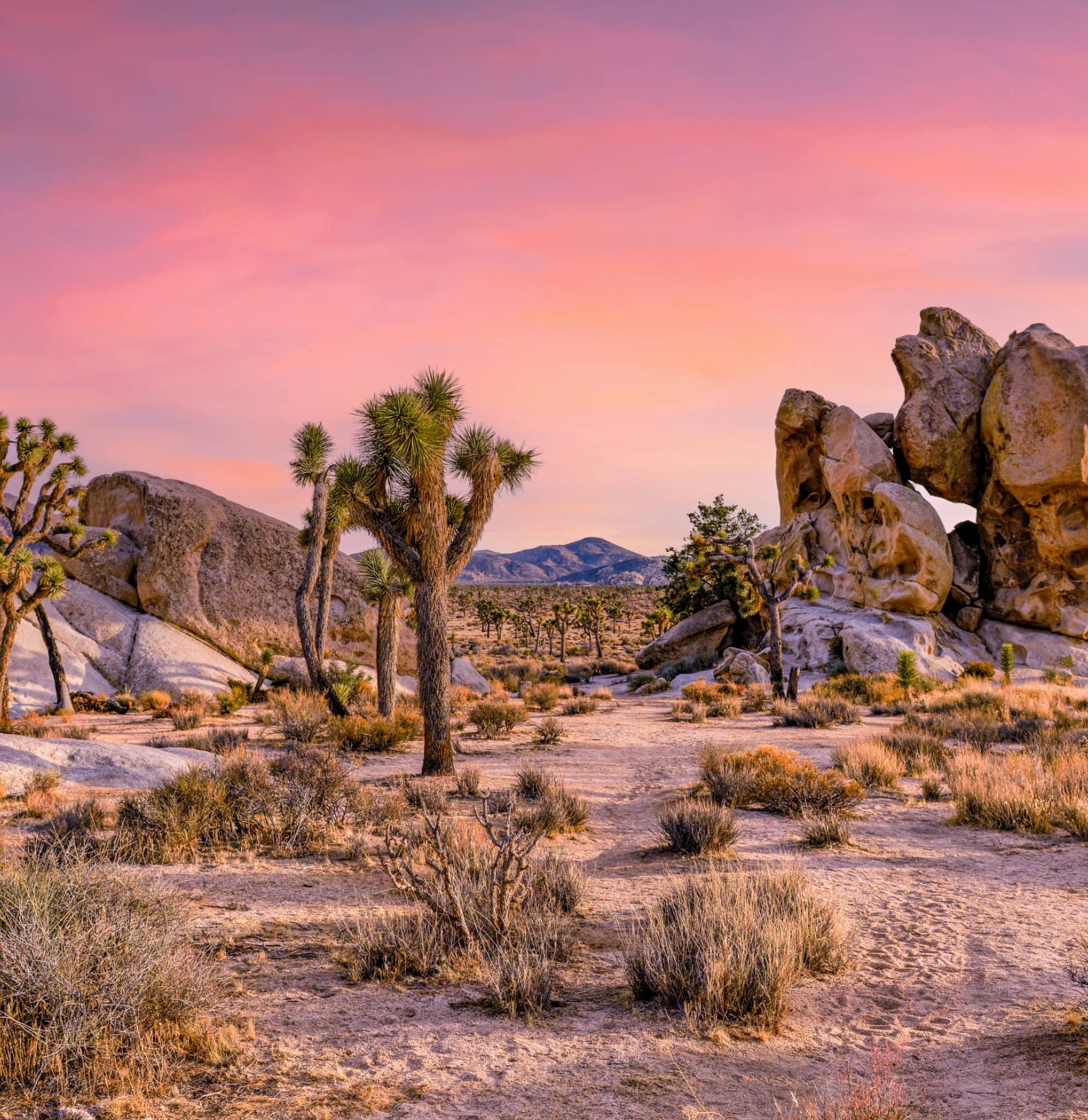 Joshua Tree sunset desert scene with unique rock formations and vibrant sky.