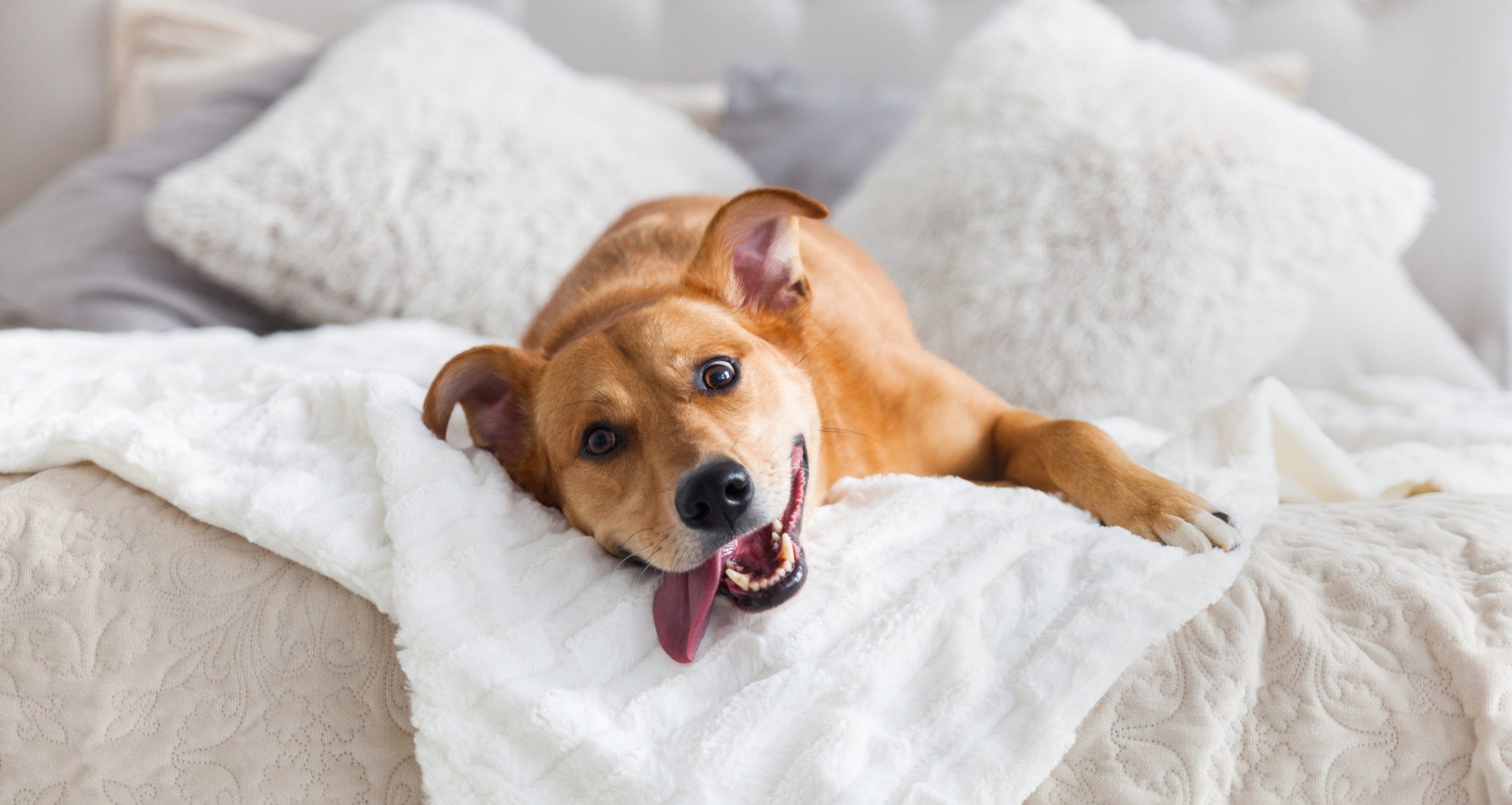 Happy dog lying on bed at La Quinta Resort & Club, pet-friendly accommodation.