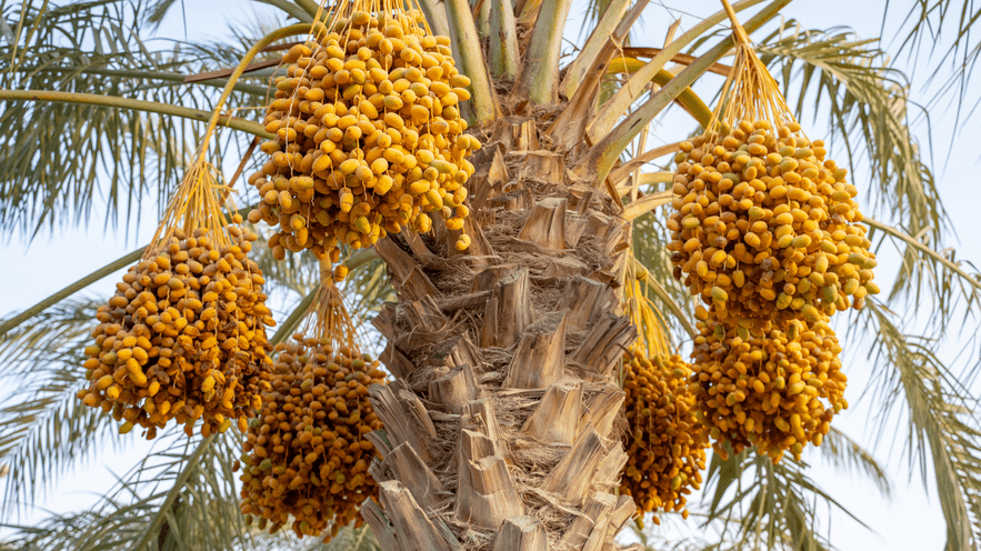 Palm tree with yellow fruit at La Quinta Resort & Club in California.