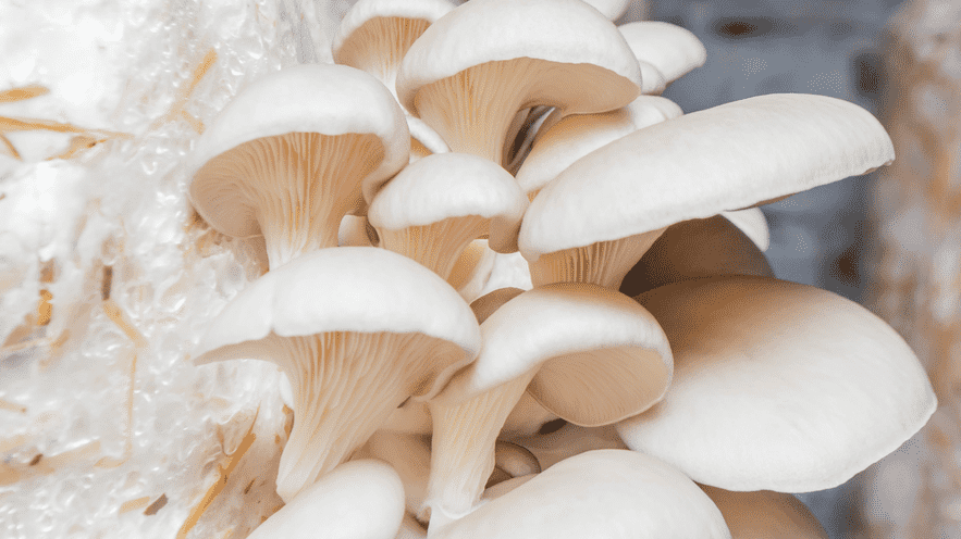 Close-up of fresh white mushrooms at La Quinta Resort & Club.