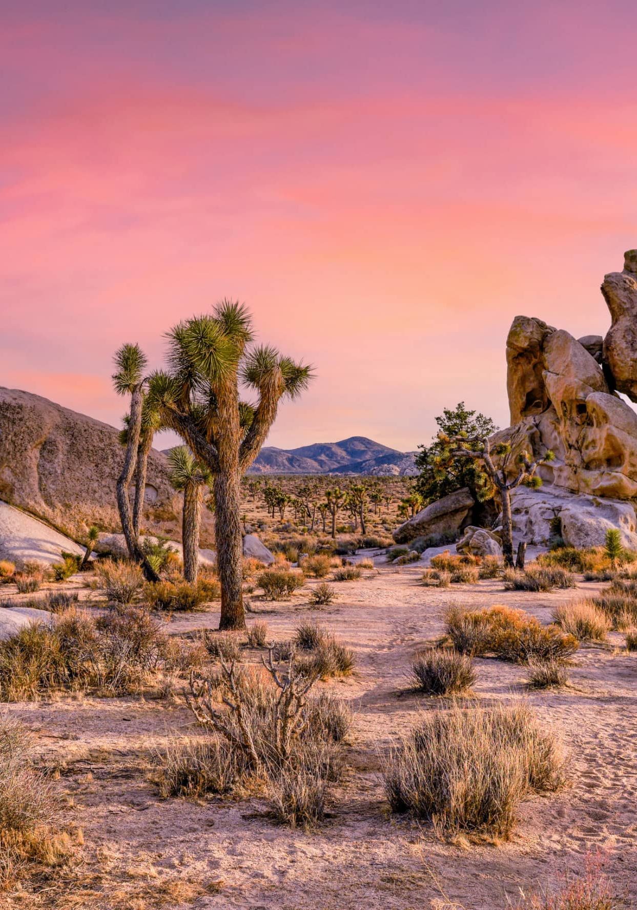 Joshua Tree sunset desert scene with unique rock formations and vibrant sky.